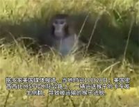 美警方回应运猴车翻车带病毒猴逃跑 美国一运猴车翻车猴子纷纷跳车逃跑