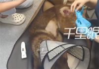 拴绳大狗惨遭柯基主人砸酒瓶爆头 男子用酒瓶疯狂砸大狗头