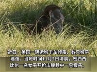 美国一女子为保护孩子击毙实验猴 美一只出逃实验猴被杀
