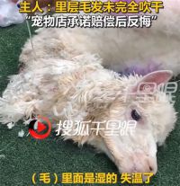 羊驼送洗后因毛发未吹干致失温死亡 宠物店洗澡后羊驼疑冻死