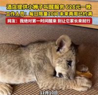 酒店小狮子叫醒服务628元一晚 628元一晚小狮子叫醒服务约满两周