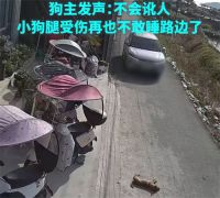 司机鸣笛无效轧到睡狗 狗主回应司机碾压睡狗