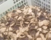 央视曝光20倍暴利假陈皮 你买的新会陈皮可能是贴牌的