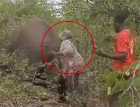 女子拽大象尾巴被踩死生前画面曝光 女子拽受伤大象尾巴遭踩踏致死