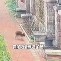 女子在家被流浪狗咬伤3天后狗死了 狂犬病流浪狗入室咬人