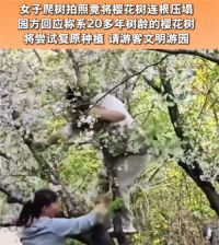 上海女子爬树压塌20年樱花树 20年才能长成的树几秒钟就毁了