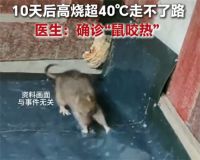 被老鼠咬10天后确诊鼠咬热 被老鼠咬后高烧40度走不了路