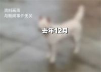 女孩怕责备隐瞒被狗咬后狂犬病去世 姐弟俩被狗咬姐姐患狂犬病去世