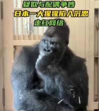 日本大猩猩与配偶争吵后沉思走红 日本一大猩猩坐在角落沉思火出圈