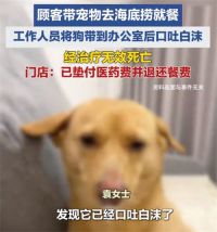 海底捞死亡宠物狗中途被主人带离 宠物狗海底捞死亡室内温度不超27℃