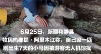 小马被游客无人机惊扰狂奔炸肺死亡 出生7天小马驹被游客惊扰死亡