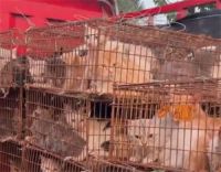 莱州警方通报数百只猫被盗窃转运 志愿者成功拦截非法转运猫的货车