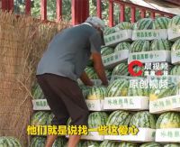 滞销西瓜被网红压价到一毛多一斤 爱心助农岂能成网红的生意