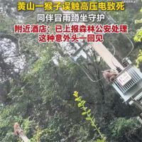 黄山一猴子误触高压电身亡 黄山猴子被电死同伴冒雨守候