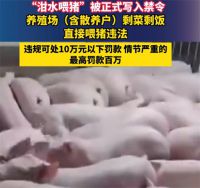 剩菜剩饭直接喂猪违法 泔水喂猪写入禁令