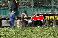 康保通报白菜收购环节蘸取甲醛溶液  河北一地被曝甲醛泡白菜