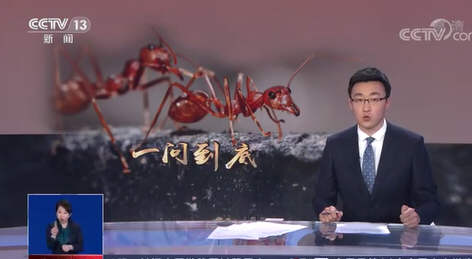 红火蚁已传播至我国435个县市区!谁该为苏伊士运河大塞船损失负责