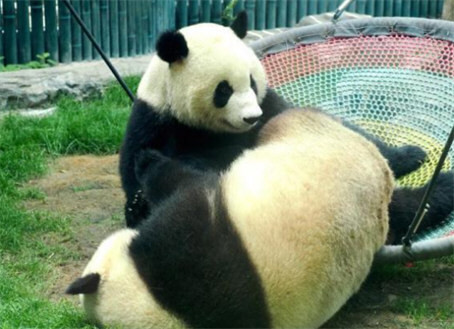 大熊猫被降级国宝怎么了?