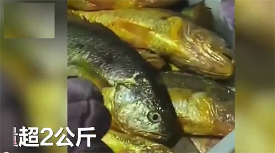 渔民捕捞3千斤黄鱼 价值400万