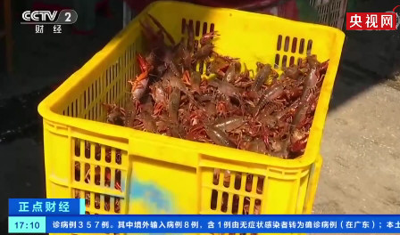 日本立法禁售小龙虾