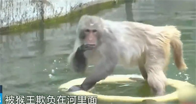 南京网红暴猴遭霸凌长期水上漂