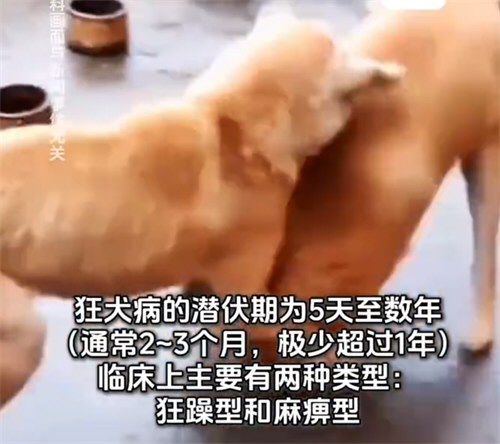 广东疾控发文称狂犬病病死率接近100% 广东疾控发文称狂犬病病死率接近100%