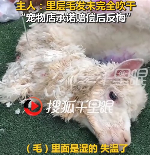 羊驼送洗后因毛发未吹干致失温死亡