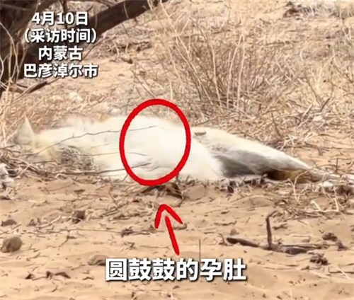 野生母狼怀孕后主动到保护站待产 野生母狼怀孕后主动到保护站待产