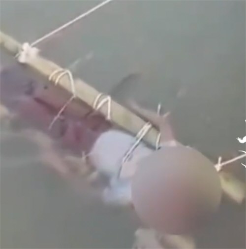 印度男孩遭蛇咬伤被父母浸入恒河 男孩受伤父母不信医生信术士