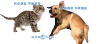 电商是怎么互黑的：双12天猫京东苏宁易迅当当乐蜂玩猫逗狗