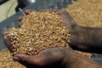 热点：印政府宣布立即禁止小麦出口！多地紧急排查割青麦行为