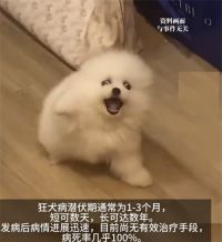 女子因幼犬轻咬未处理引发狂犬病 狂犬病病毒可通过微小伤口进入人体