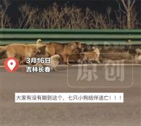 主人回应7只被偷小狗结伴逃回家 小狗结伴逃生其中一德牧受伤被保护